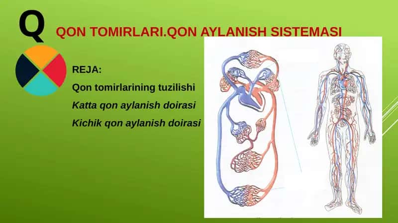 QQON TOMIRLARI.QON AYLANISH SISTEMASI
