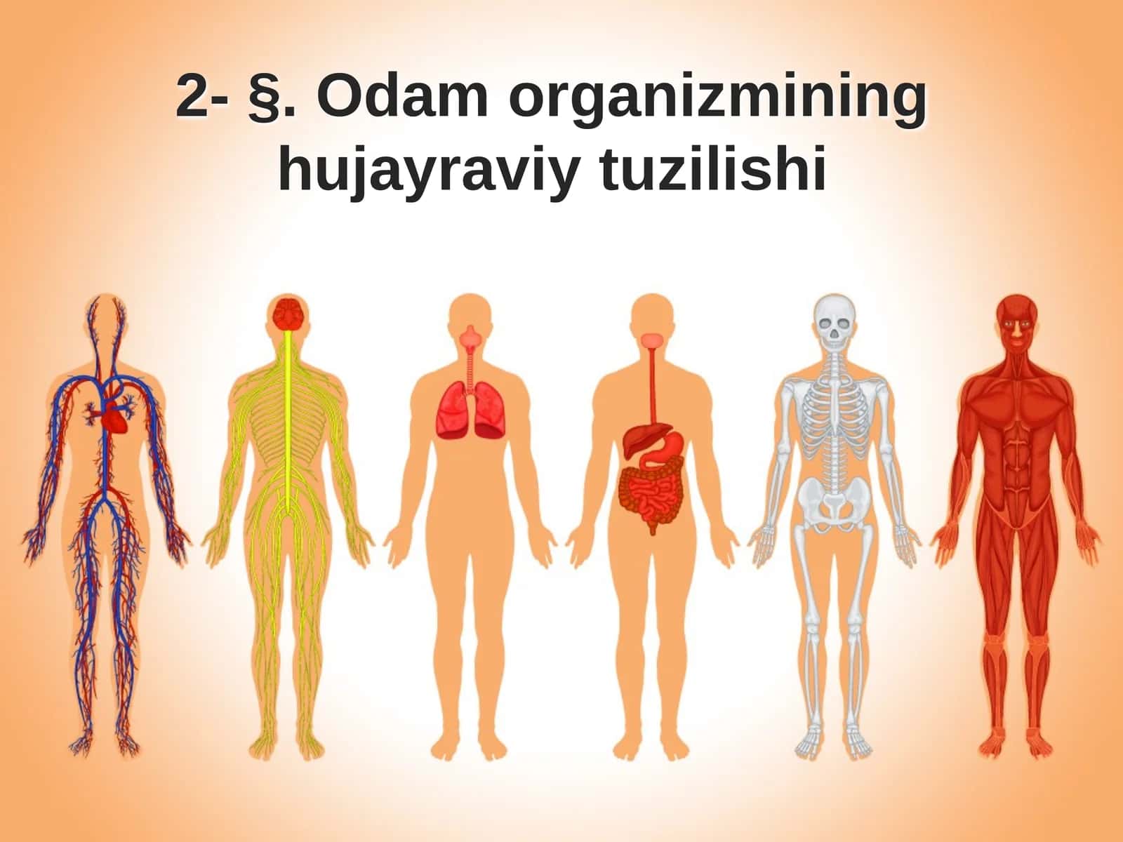 §.Odam organizmining hujayraviy tuzilishi 1