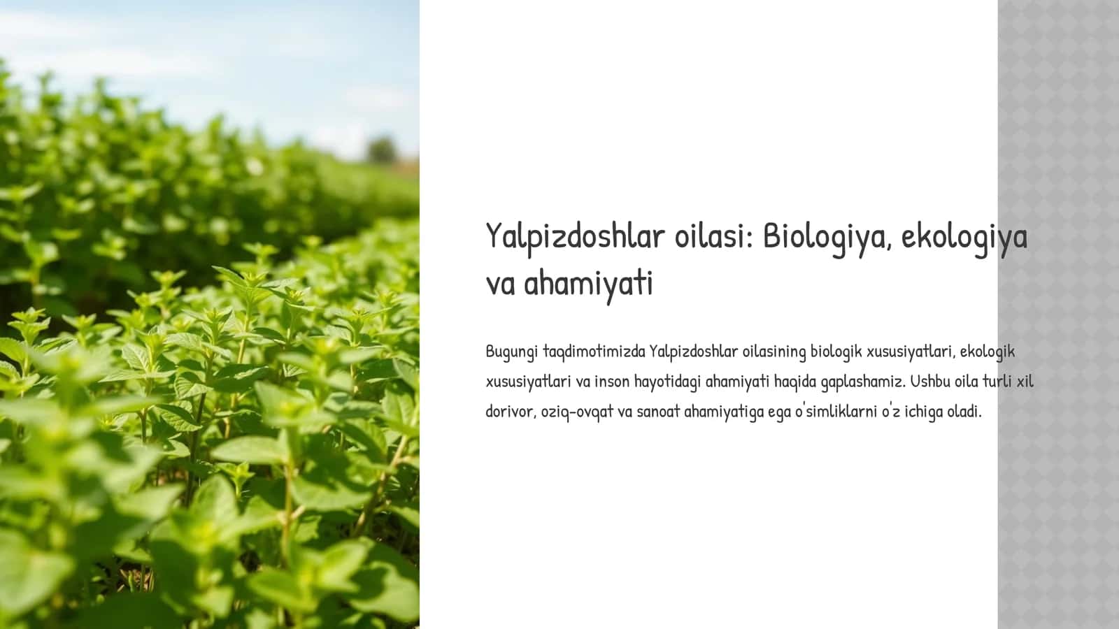Yalpizdoshlar oilasi: Biologiya, ekologiya va ahamiyati 1