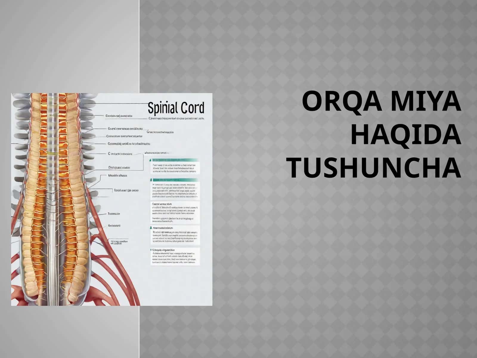 Orqamiya nerv to'qimalari va tayanch hujayralar 1