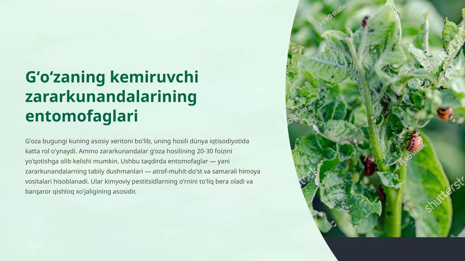Gʻoʻzaning kemiruvchi zararkunandalarining entomofaglari 1