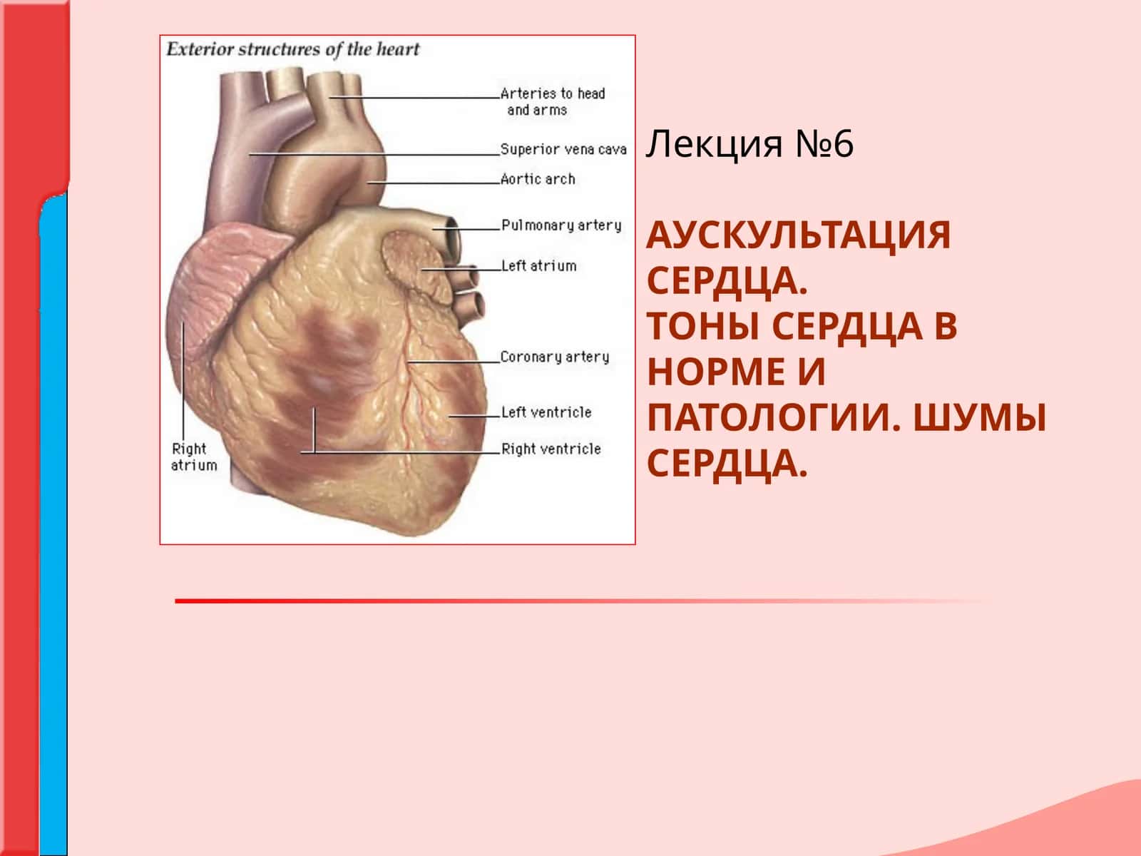 АУСКУЛЬТАЦИЯ СЕРДЦА.ТОНЫ СЕРДЦА В НОРМЕ И ПАТОЛОГИИ.ШУМЫ СЕРДЦА 1