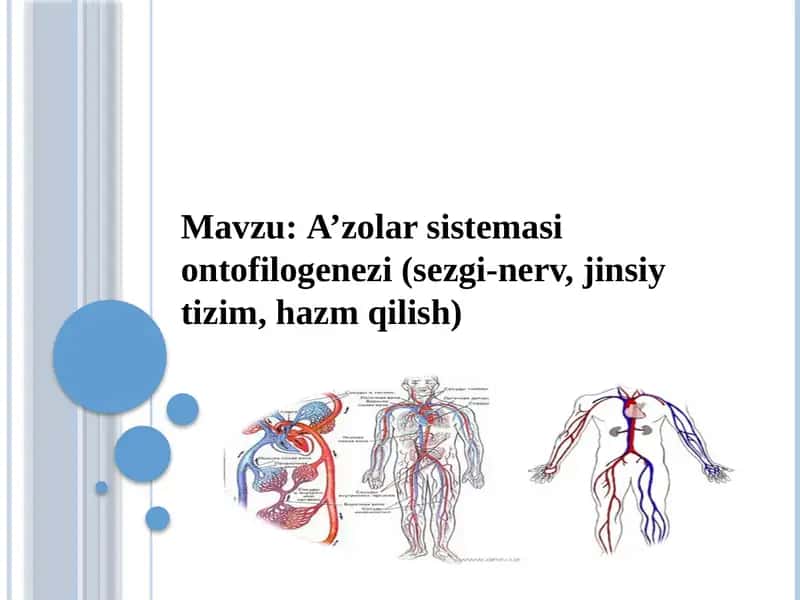 A’zolar sistemasi ontofilogenezi(sezgi-nerv,jinsiytizim, hazmqilish) 1