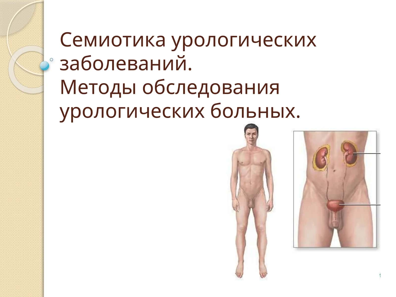 Семиотика урологических заболеваний. Методы обследования урологических больных 1