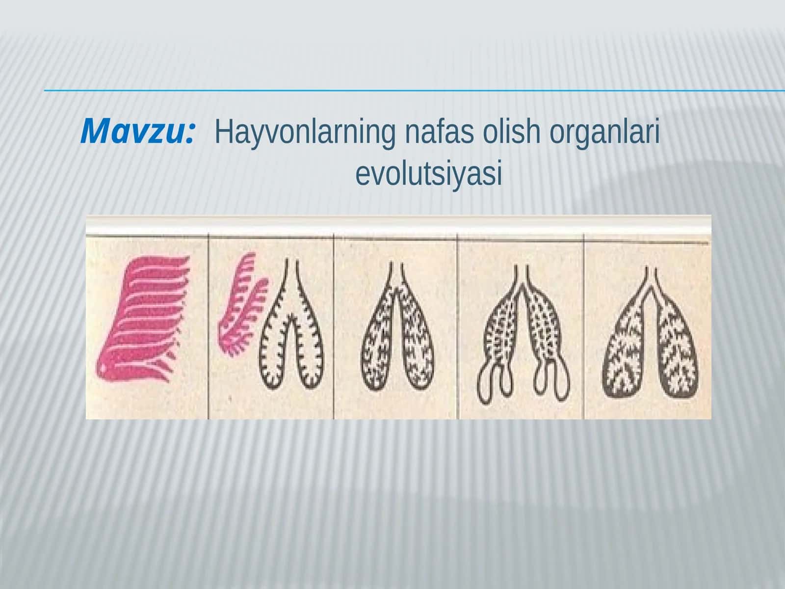 Hayvonlarning nafas olish organlari evolutsiyasi 1