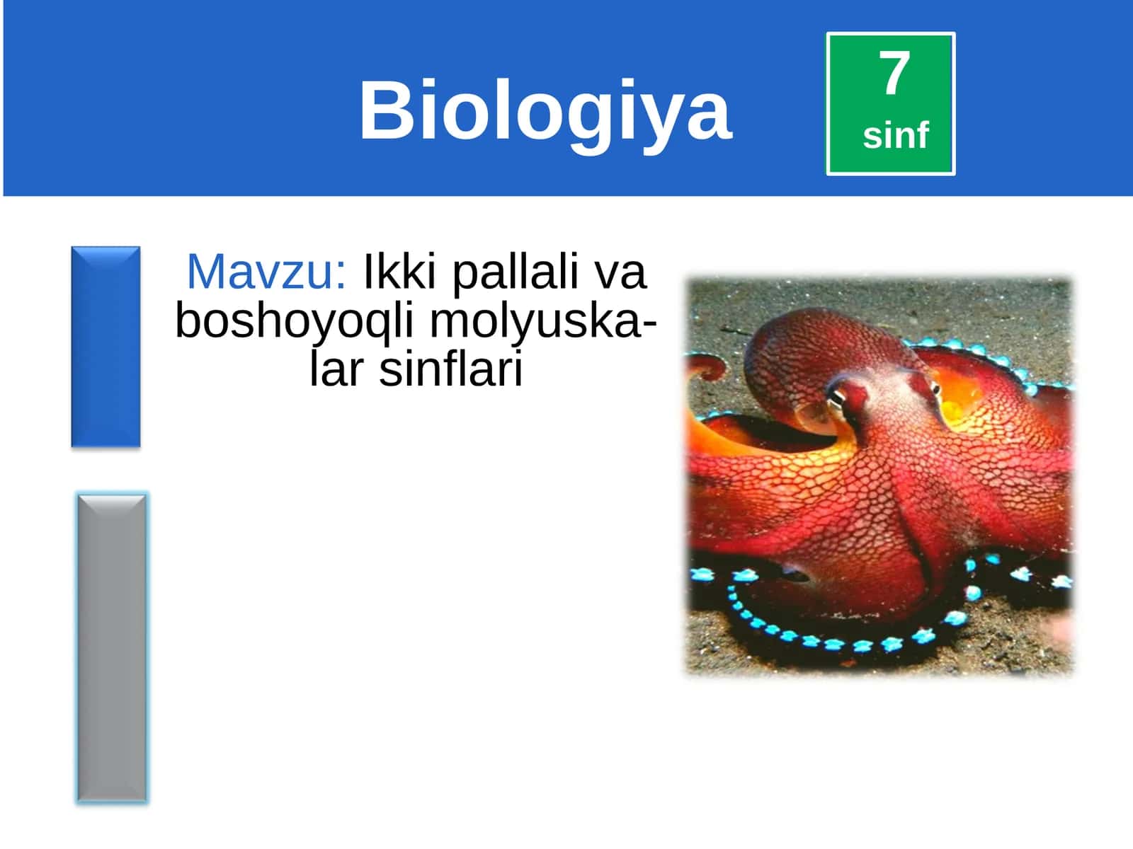 Ikki pallali va boshoyoqli molyuskalar sinflari 1