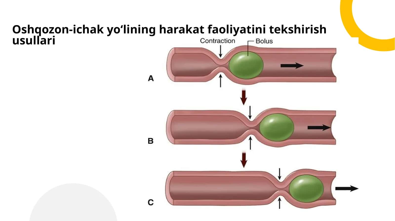 Oshqozon-ichak yo‘lining harakat faoliyatini tekshirish usullari 1