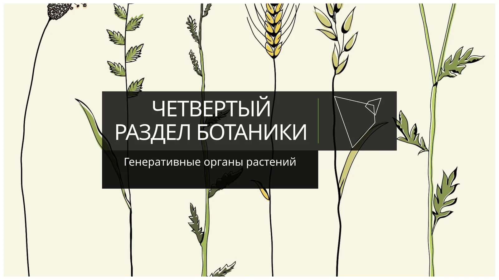 ЧЕТВЕРТЫЙ РАЗДЕЛ БОТАНИКИ 1