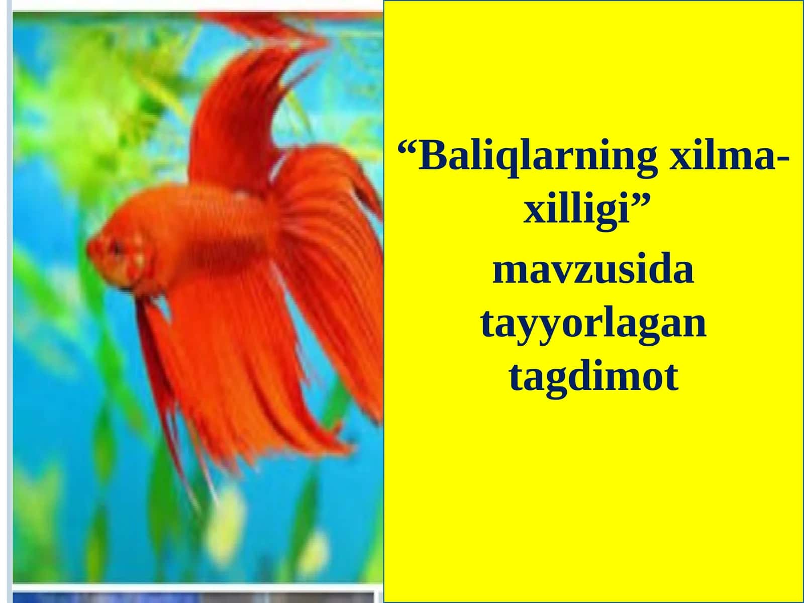 Baliqlarningxilma-xilligi 1