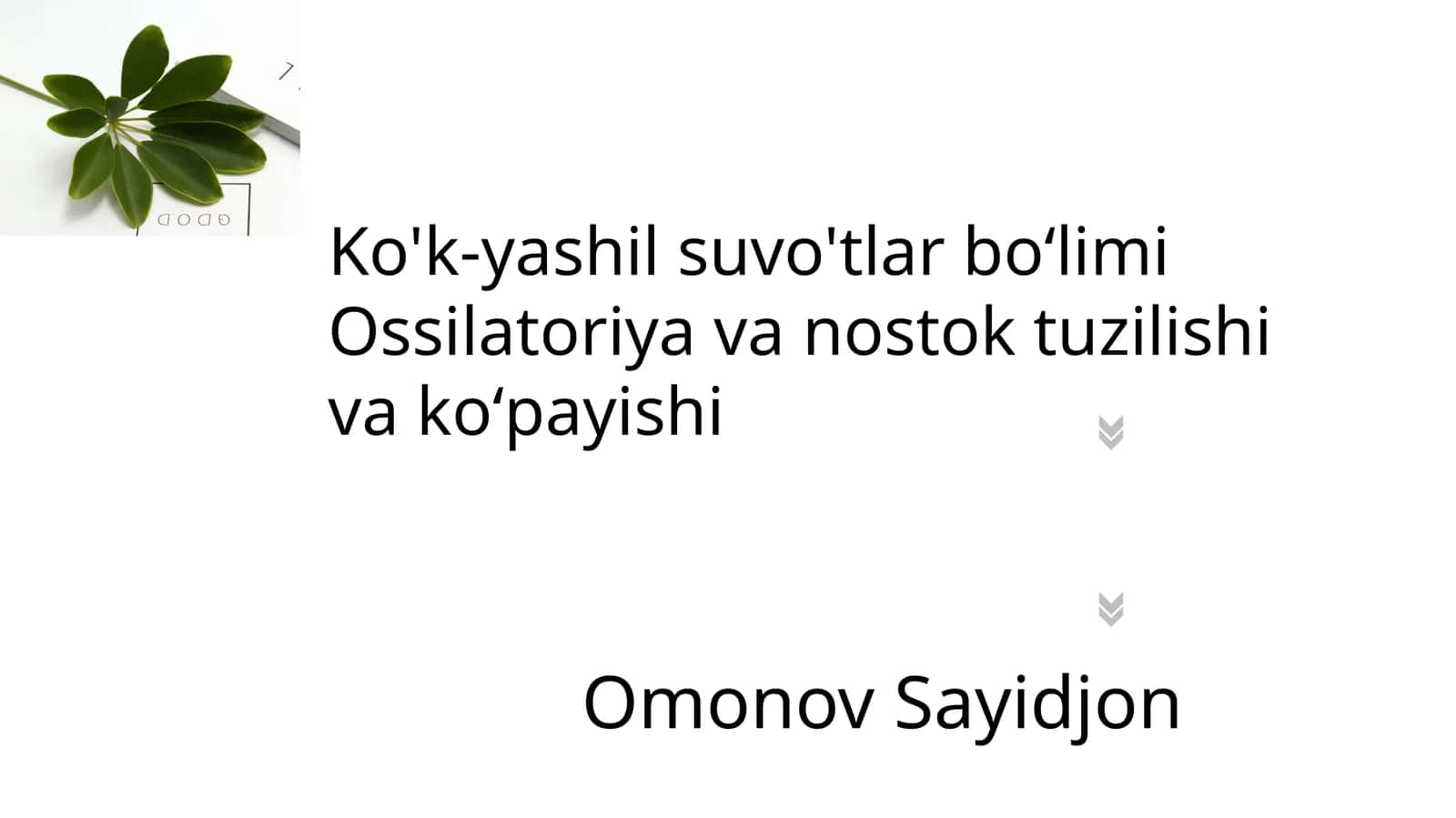 Sianobakteriyalar 1