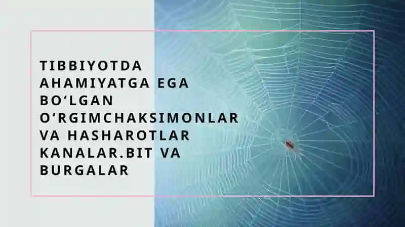 Oʻrgimchaksimonlar