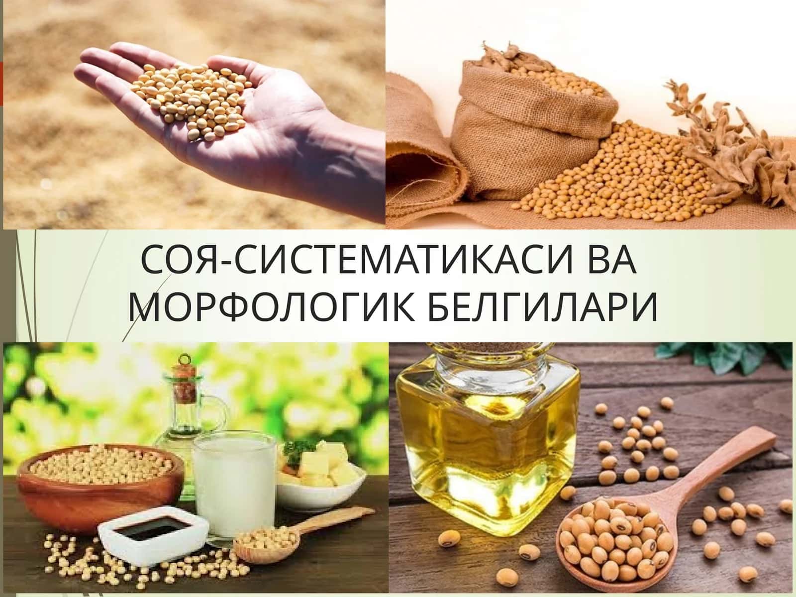 СОЯ-СИСТЕМАТИКАСИ ВАМОРФОЛОГИК БЕЛГИЛАРИ 1