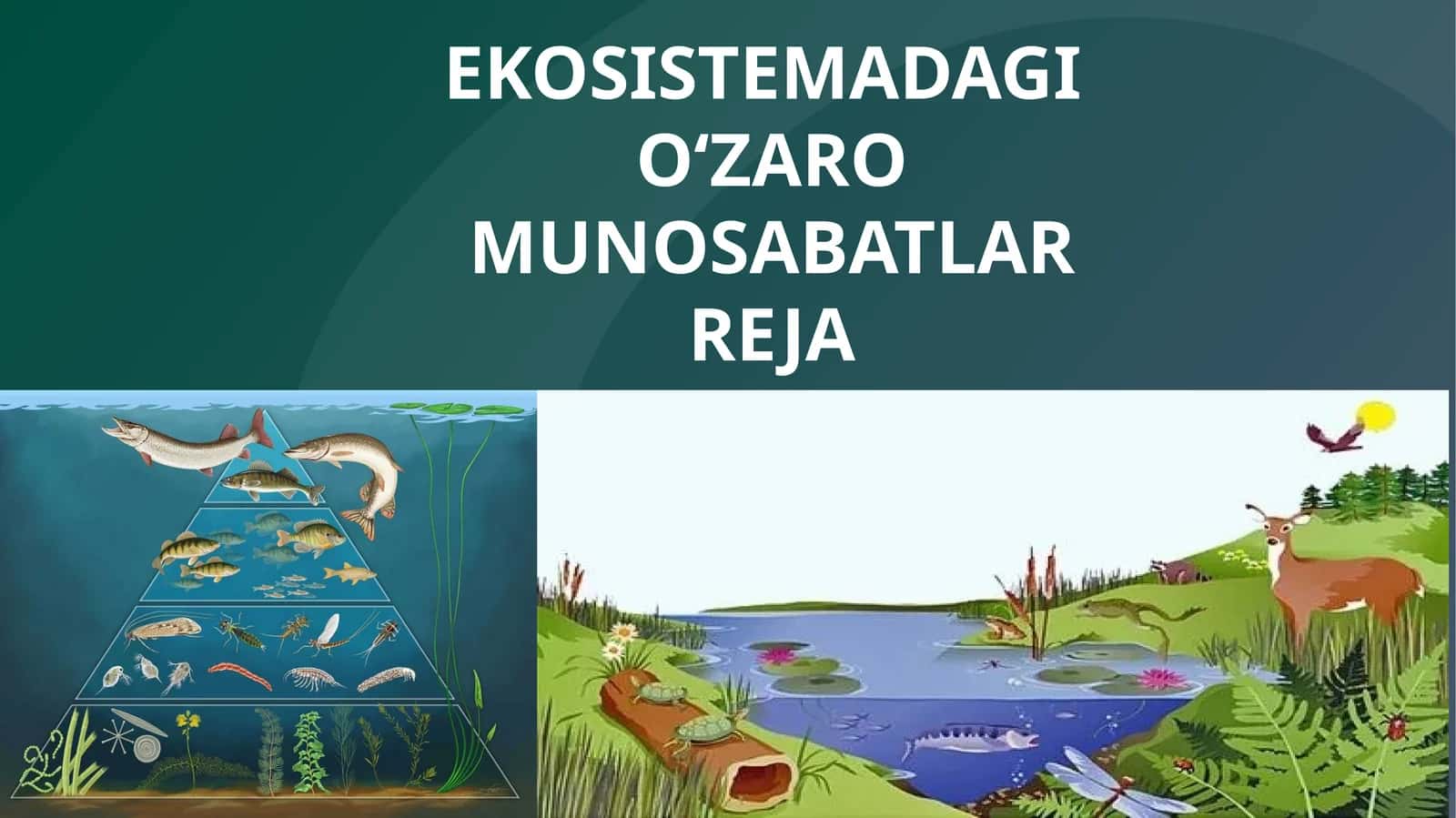 EKOSISTEMADAGI O‘ZARO MUNOSABATLAR 1