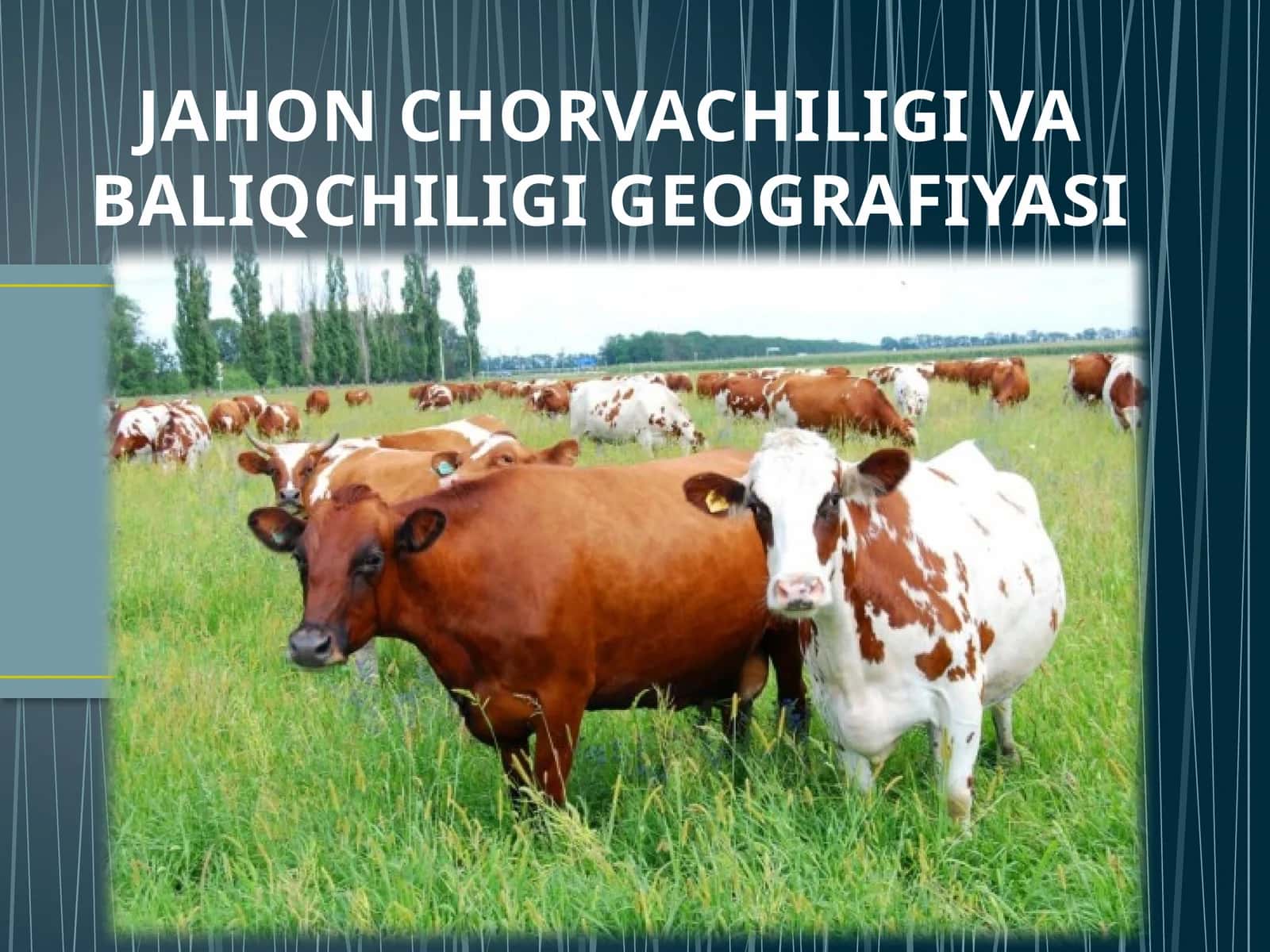 JAHON CHORVACHILIGI VA BALIQCHILIGI GEOGRAFIYASI 1