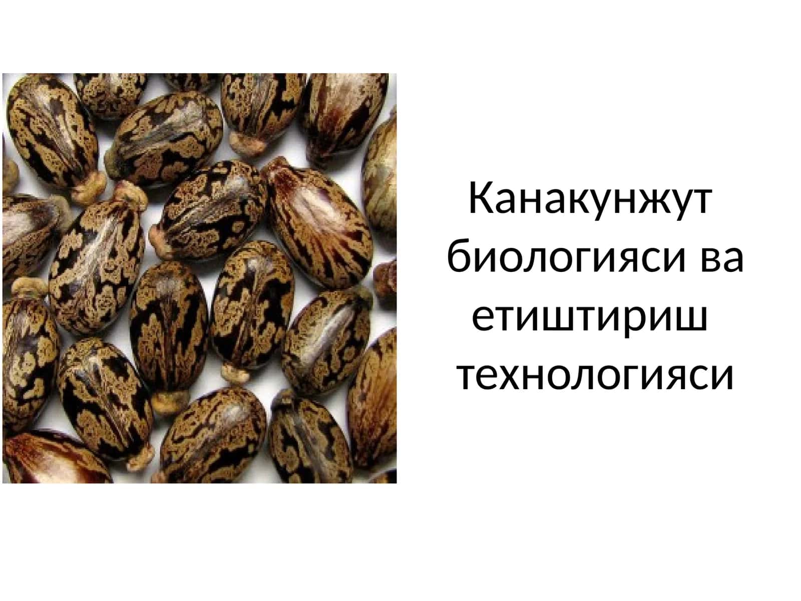 Канакунжут биологияси ва етиштириштехнологияси 1
