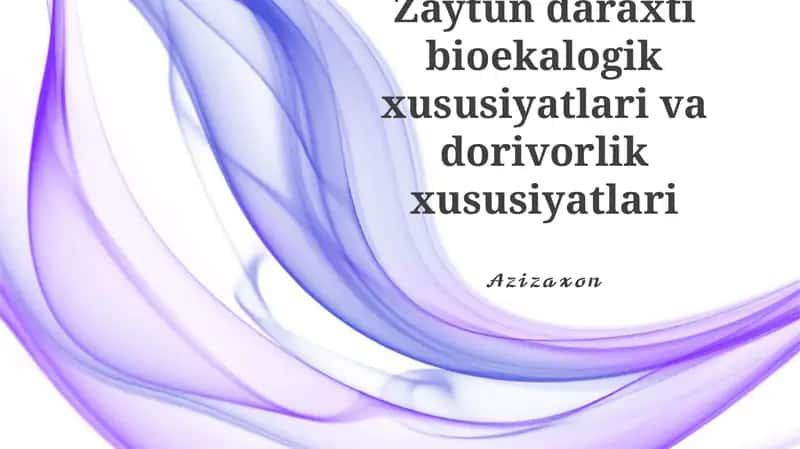 Zaytun daraxti bioekologik xususiyatlari va dorivorlik xususiyatlari 1