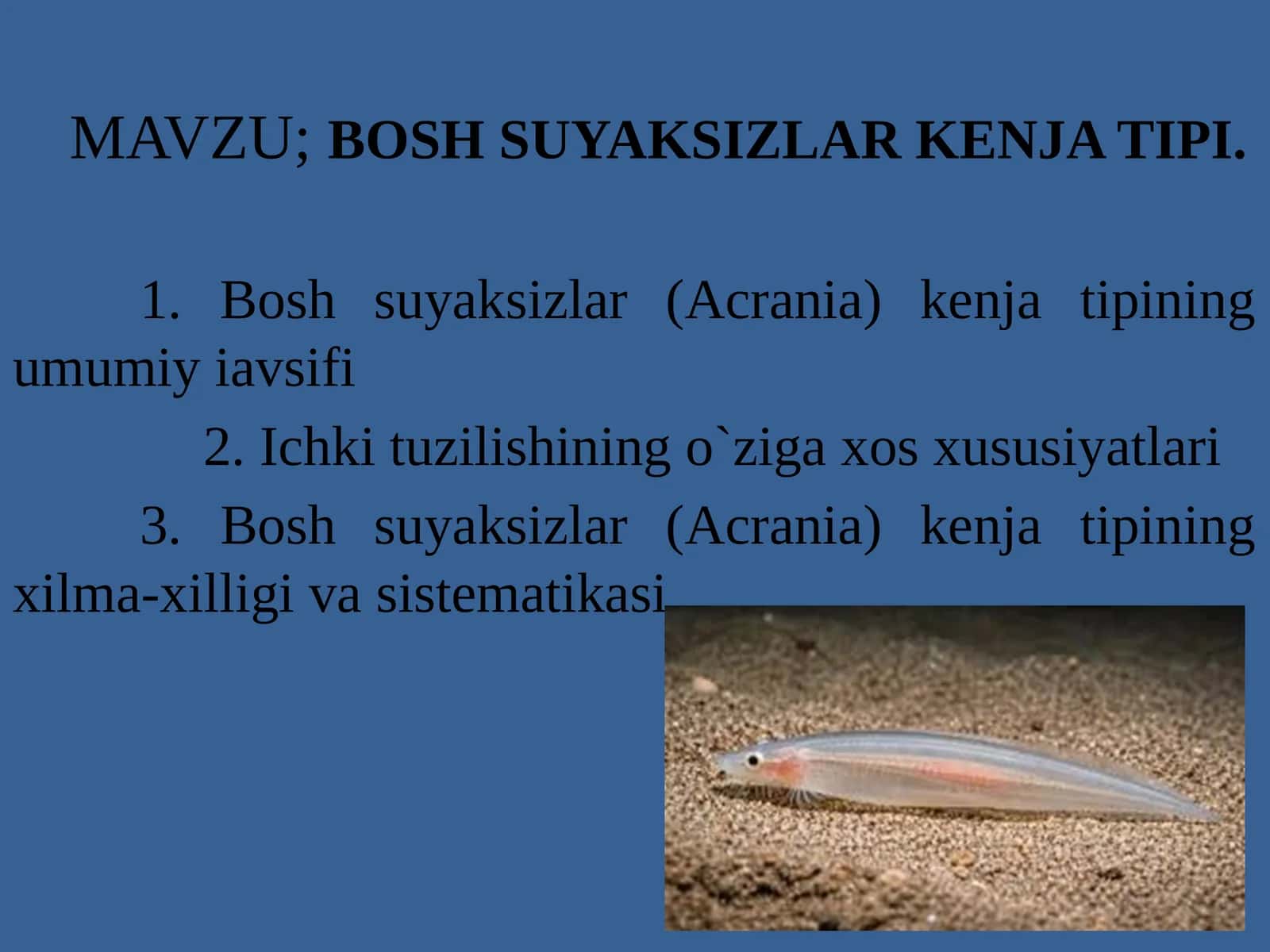 Bosh suyaksizlar (Acrania) kenja tipi 1