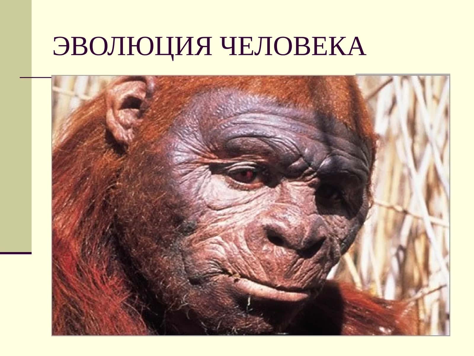 ЭВОЛЮЦИЯ ЧЕЛОВЕКА 1