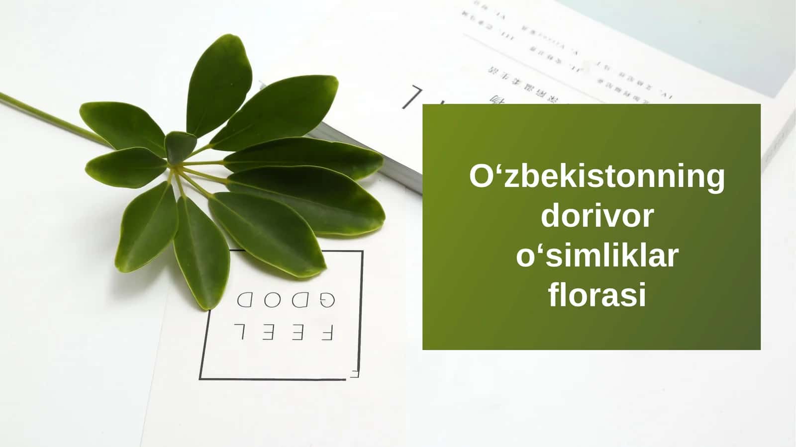 Oʻzbekistonningdorivoroʻsimliklarflorasi 1