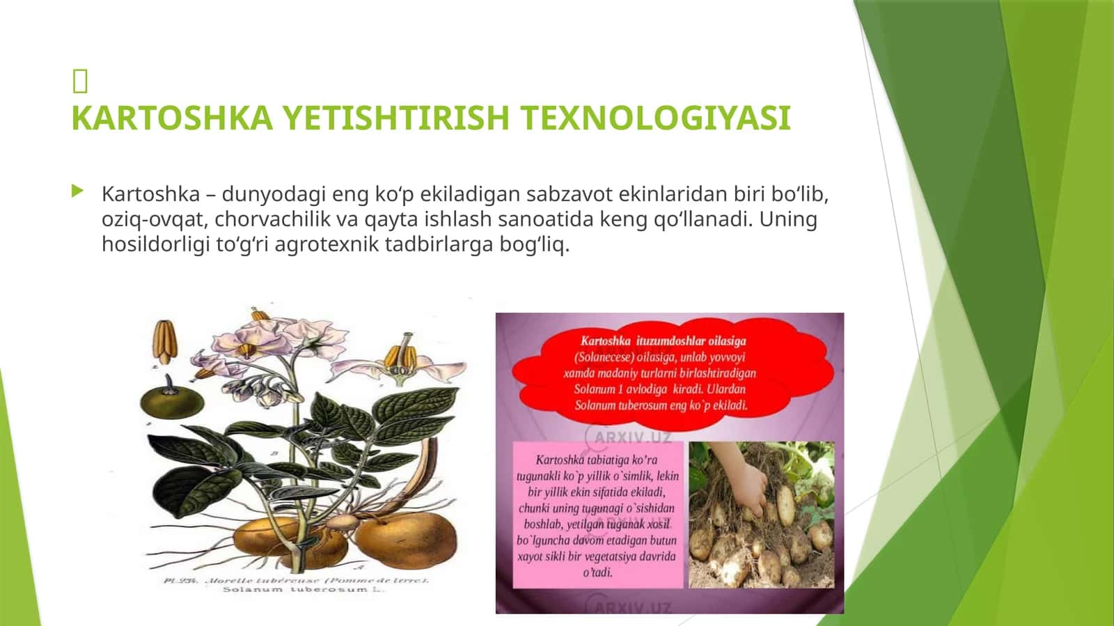 Kartoshka yetishtirish texnologiyasi 1