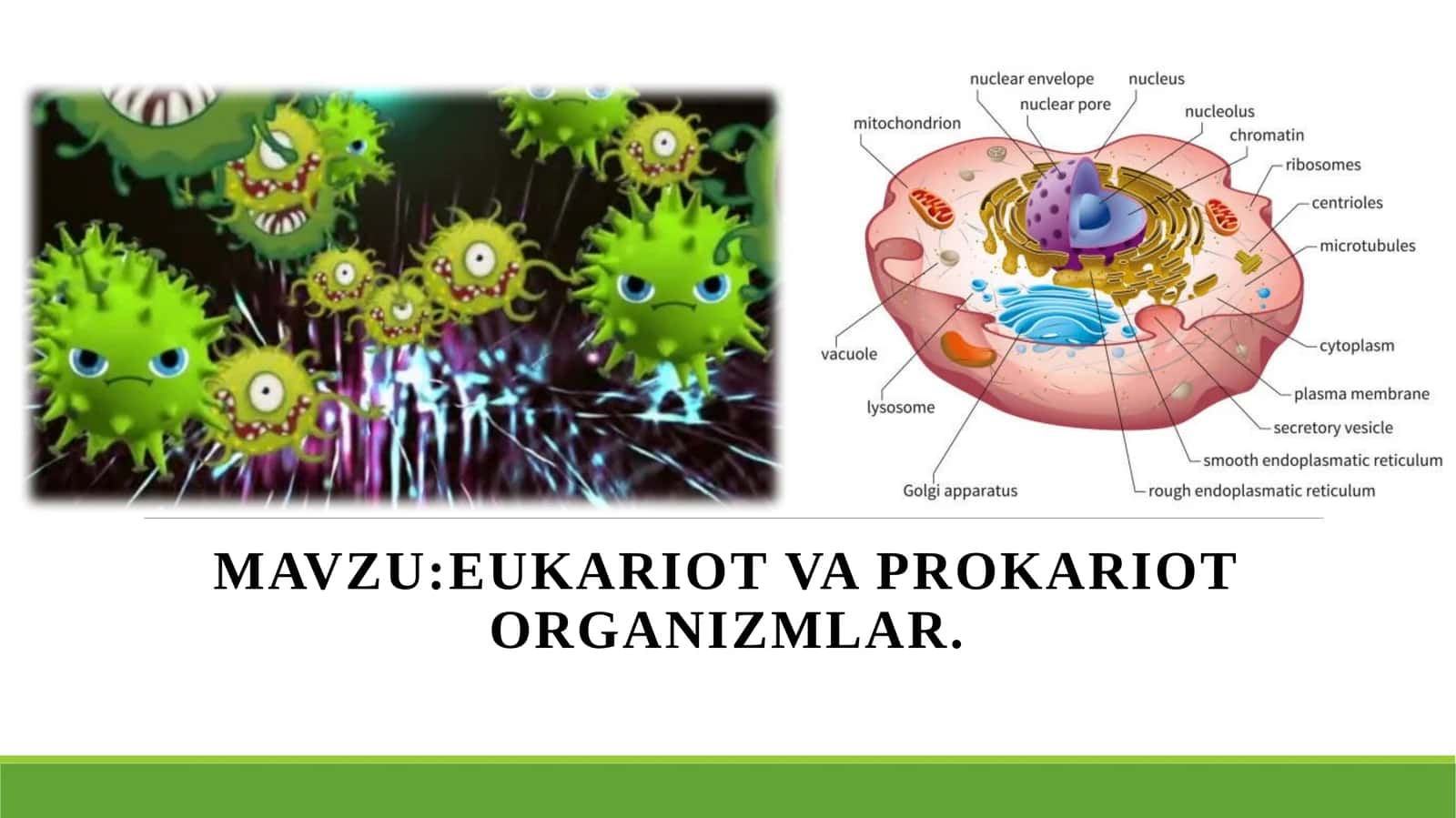 EUKARIOT VA PROKARIOT ORGANIZMLAR 1