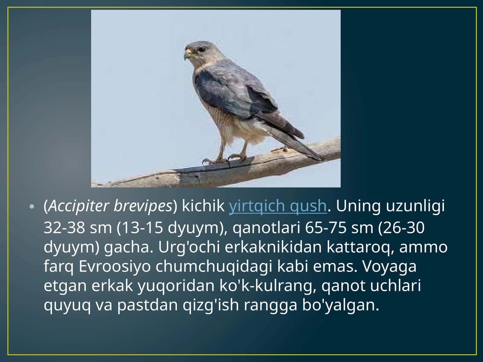 Accipiter brevipes kichik yirtqich qush 1