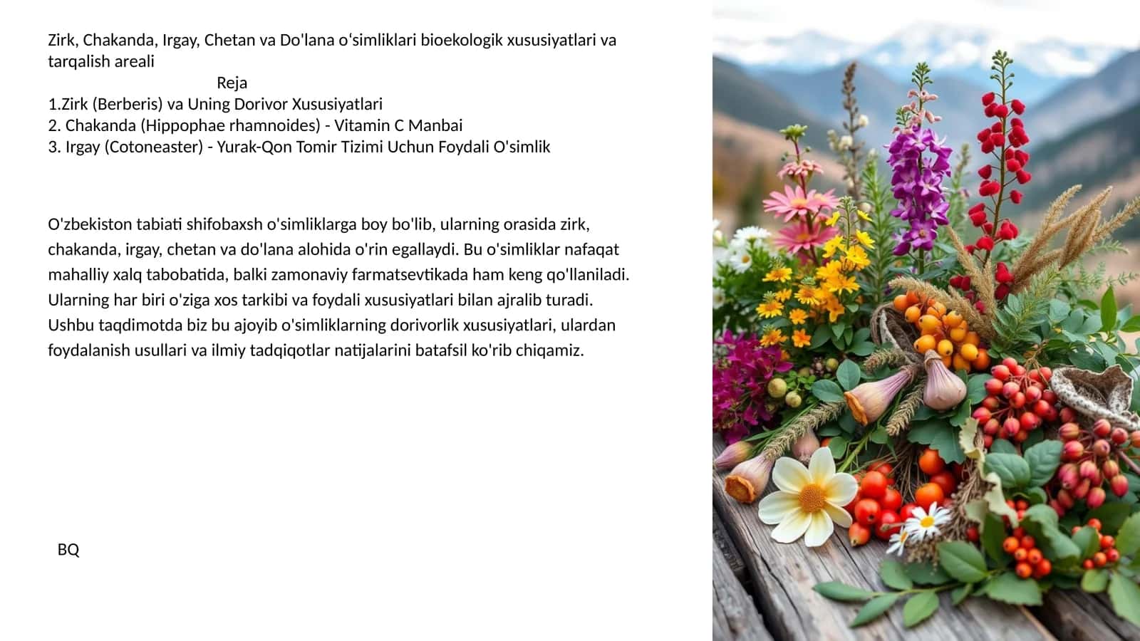 Zirk, Chakanda, Irgay, Chetan va Do'lana o‘simliklari bioekologik xususiyatlari va tarqalish areali 1