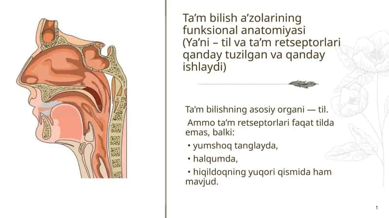 Ta’m bilish a’zolarining funksional anatomiyasi 1
