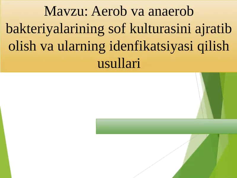 Aerob va anaerob bakteriyalarining sof kulturasini ajratib olish 1
