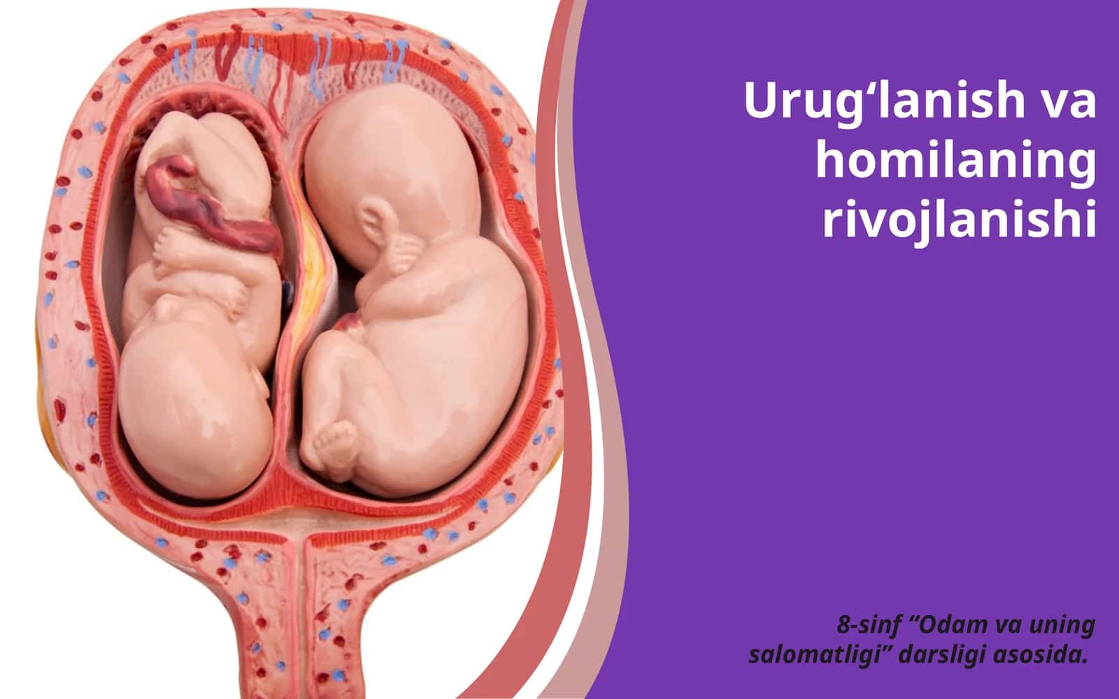 Urug‘lanish va homilaning rivojlanishi 1
