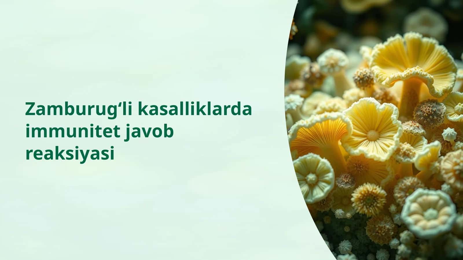 Zamburug‘li kasalliklarda immunitet javob reaksiyasi 1