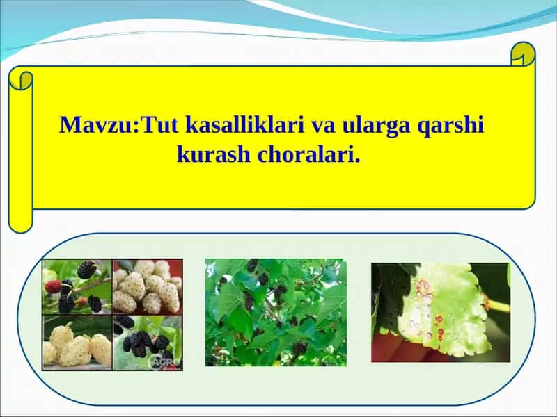 Tut kasalliklari va ularga qarshi kurash choralari 1
