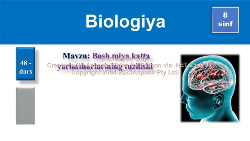 Bosh miya katta yarimsharlarining tuzilishi 1