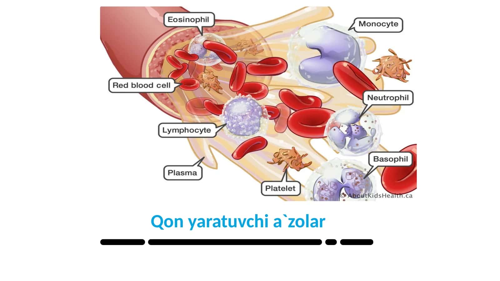 Qon yaratuvchi a`zolar 1