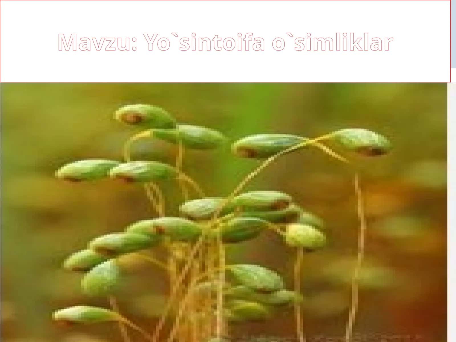 Yo`sintoifao`simliklar 1