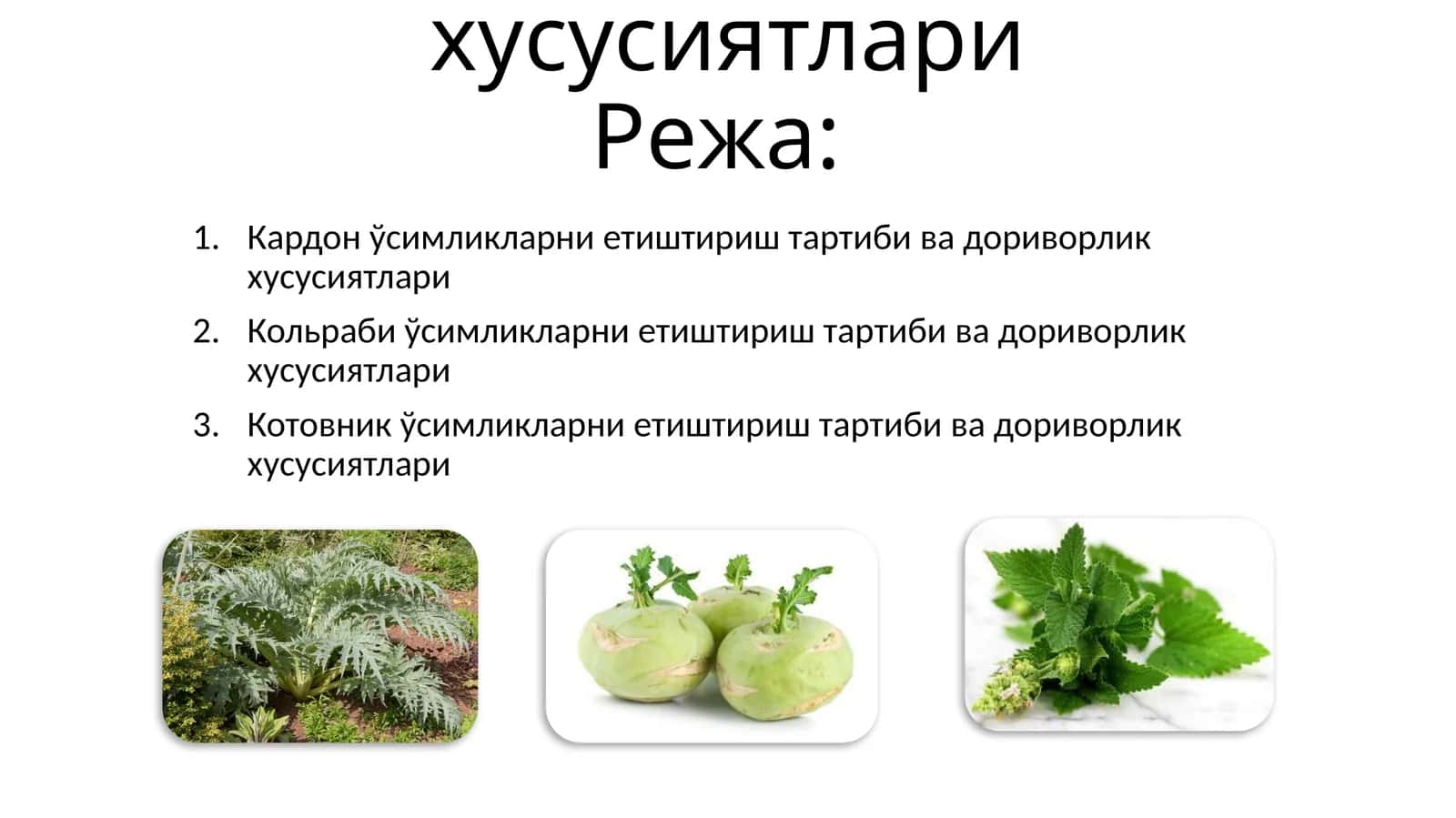Маъруза-3. КАРДОН, КОЛЬРАБИ, КОТОВНИК ўсимликларни етиштириш тартиби ва дориворлик хусусиятлари 1