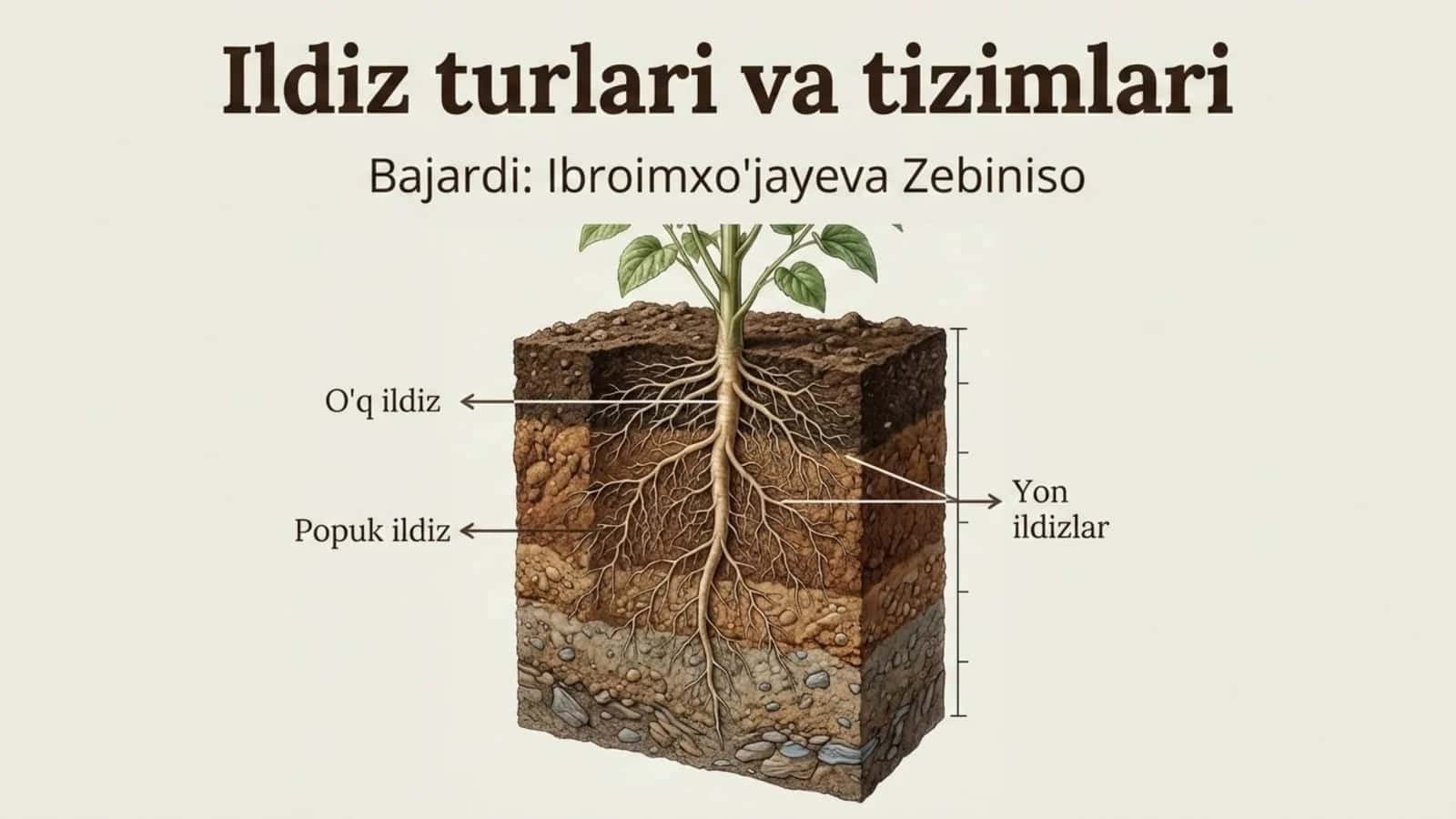 Ildiz turlari va tizimlari 1