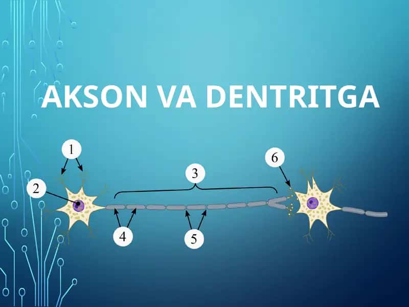 AKSON VA DENTRITGA 1
