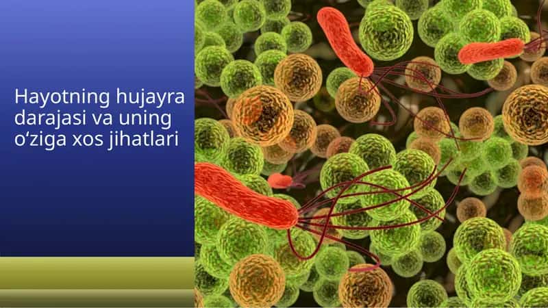 Hayotning huja ra darajasi va uning o‘ziga xos jihatlari 1