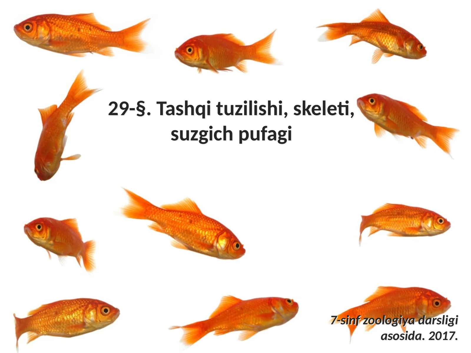 7-sinf Zoologiya Baliqlarning tashqi tuzilishi, skeleti, suzgich pufagi dars ishlanmasi 1