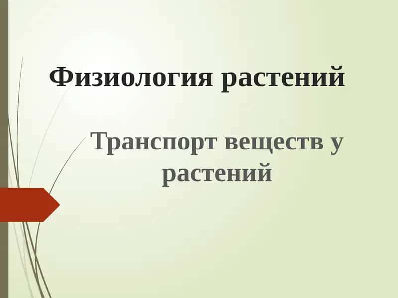 Транспорт веществ у растений 1