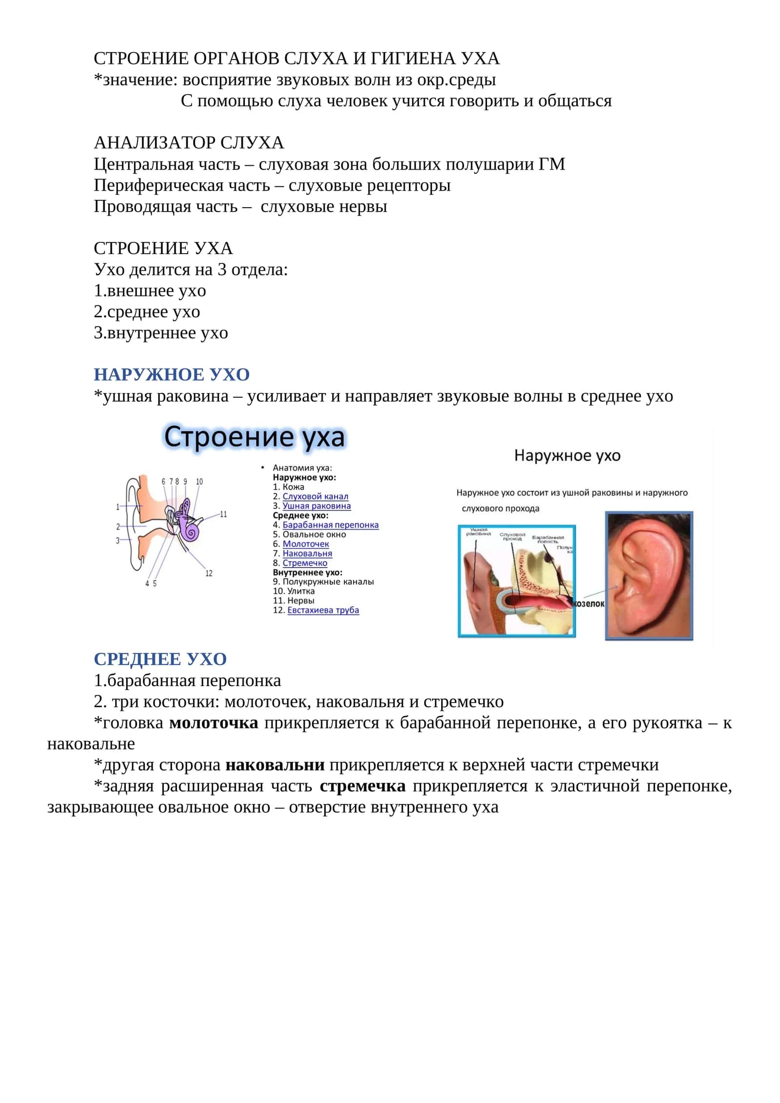 СТРОЕНИЕ ОРГАНОВ СЛУХА И ГИГИЕНА УХА 1