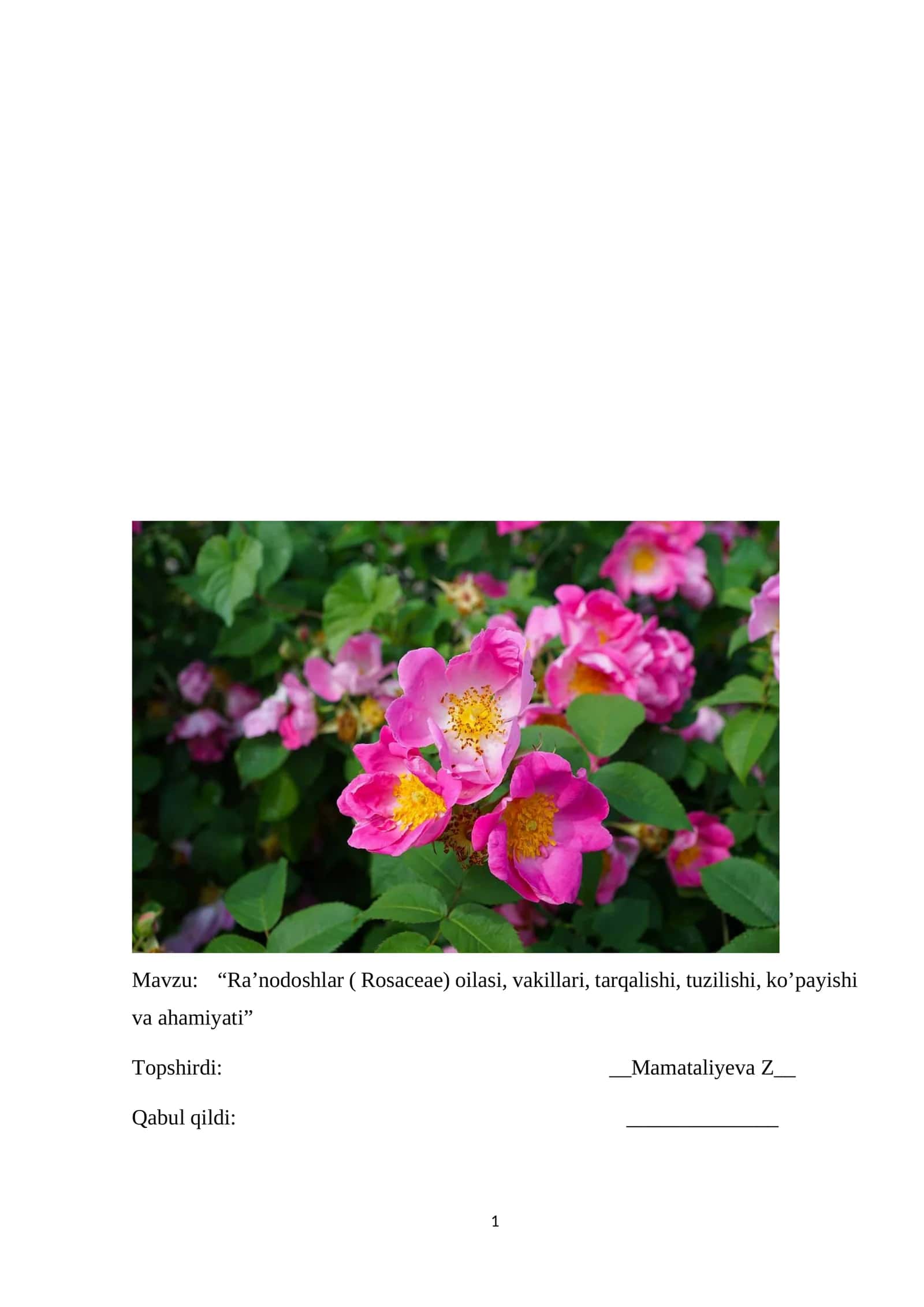 Ra’nodoshlar ( Rosaceae) oilasi, vakillari, tarqalishi, tuzilishi, ko’payishi va ahamiyati 1