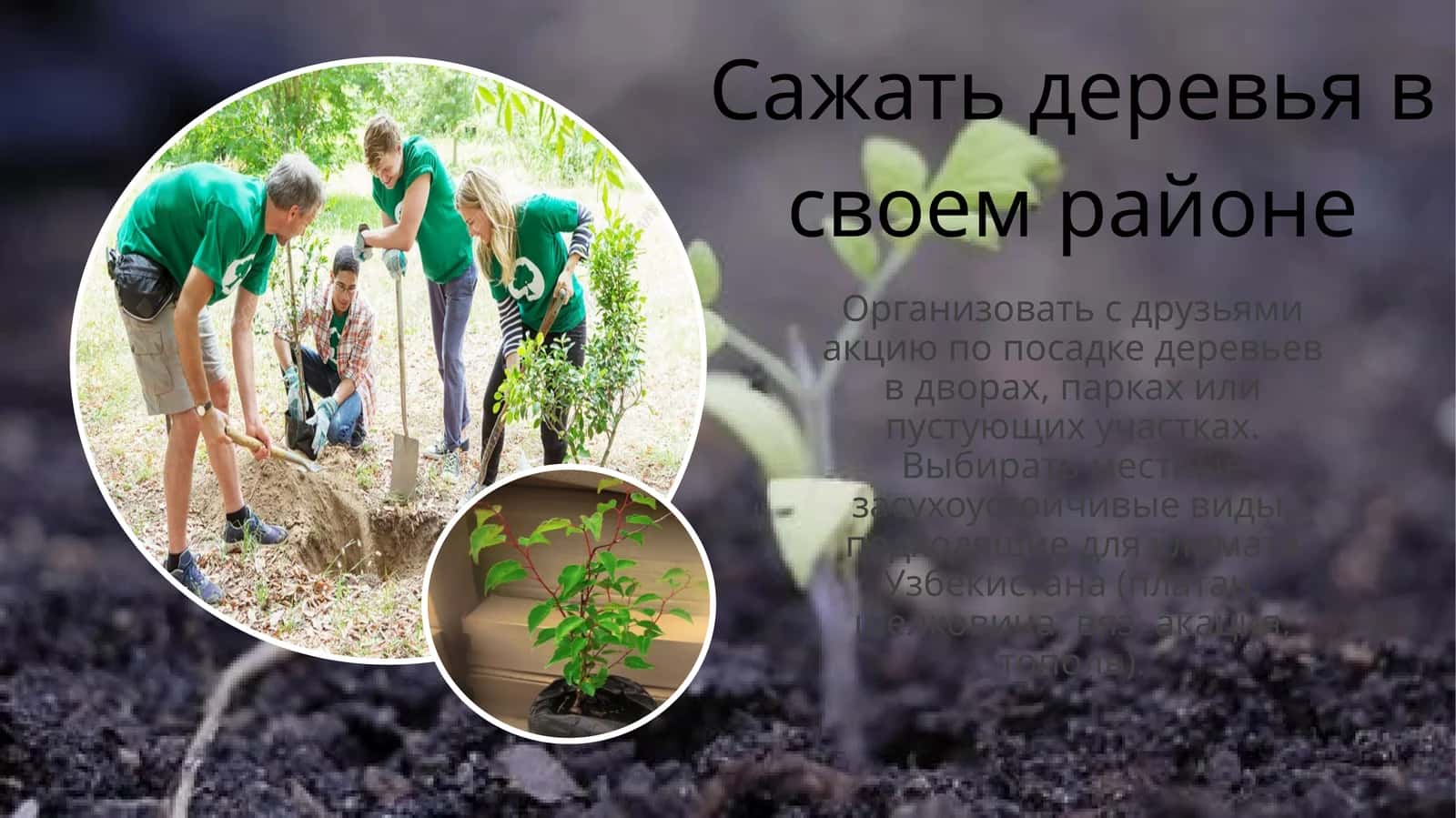 Сажать деревья в своем районе 1