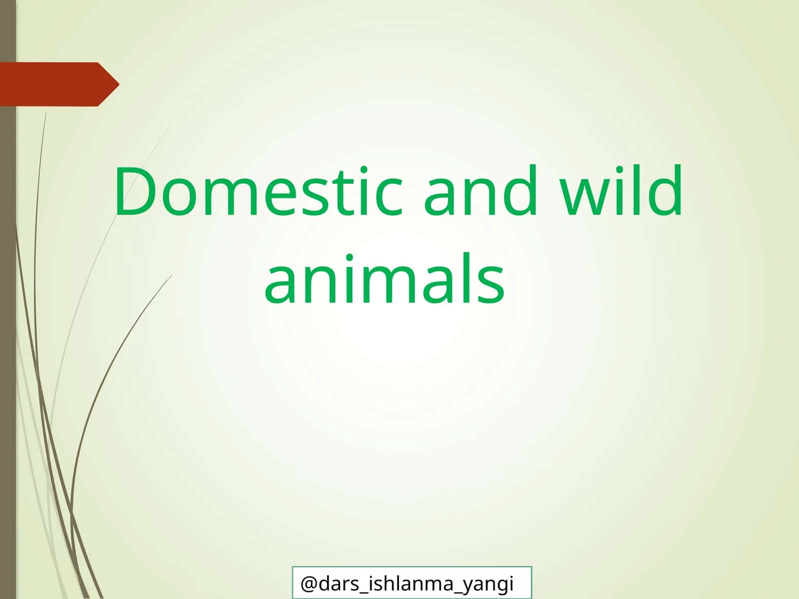 Domestic and Wild Animals 1