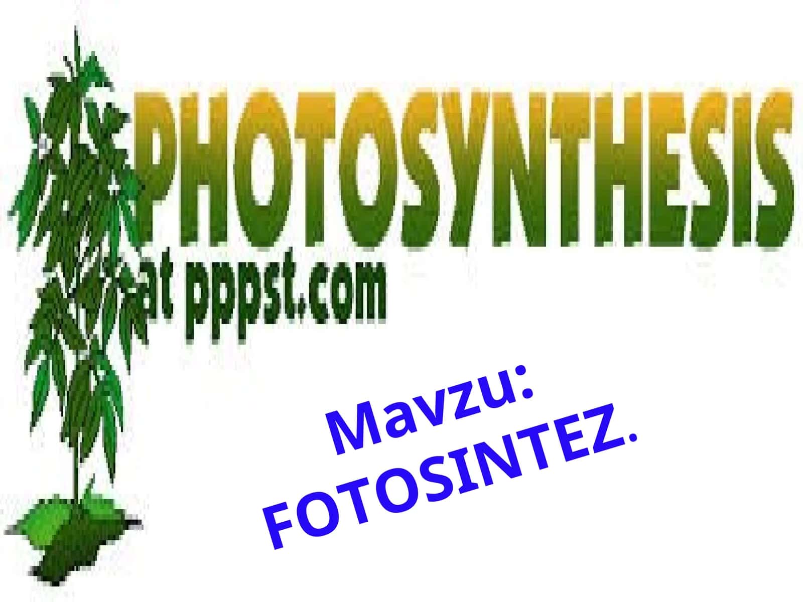 FOTOSINTEZ 1