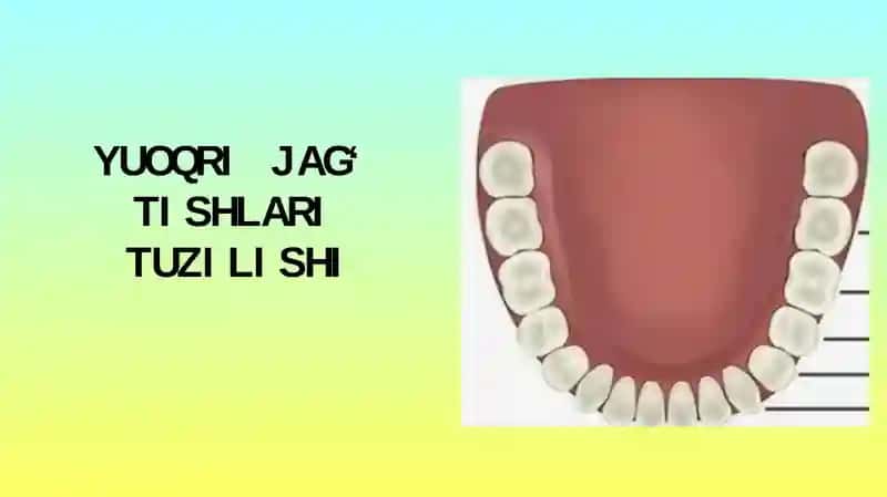 YUOQRI JAG‘ TISHLARI TUZILISHI