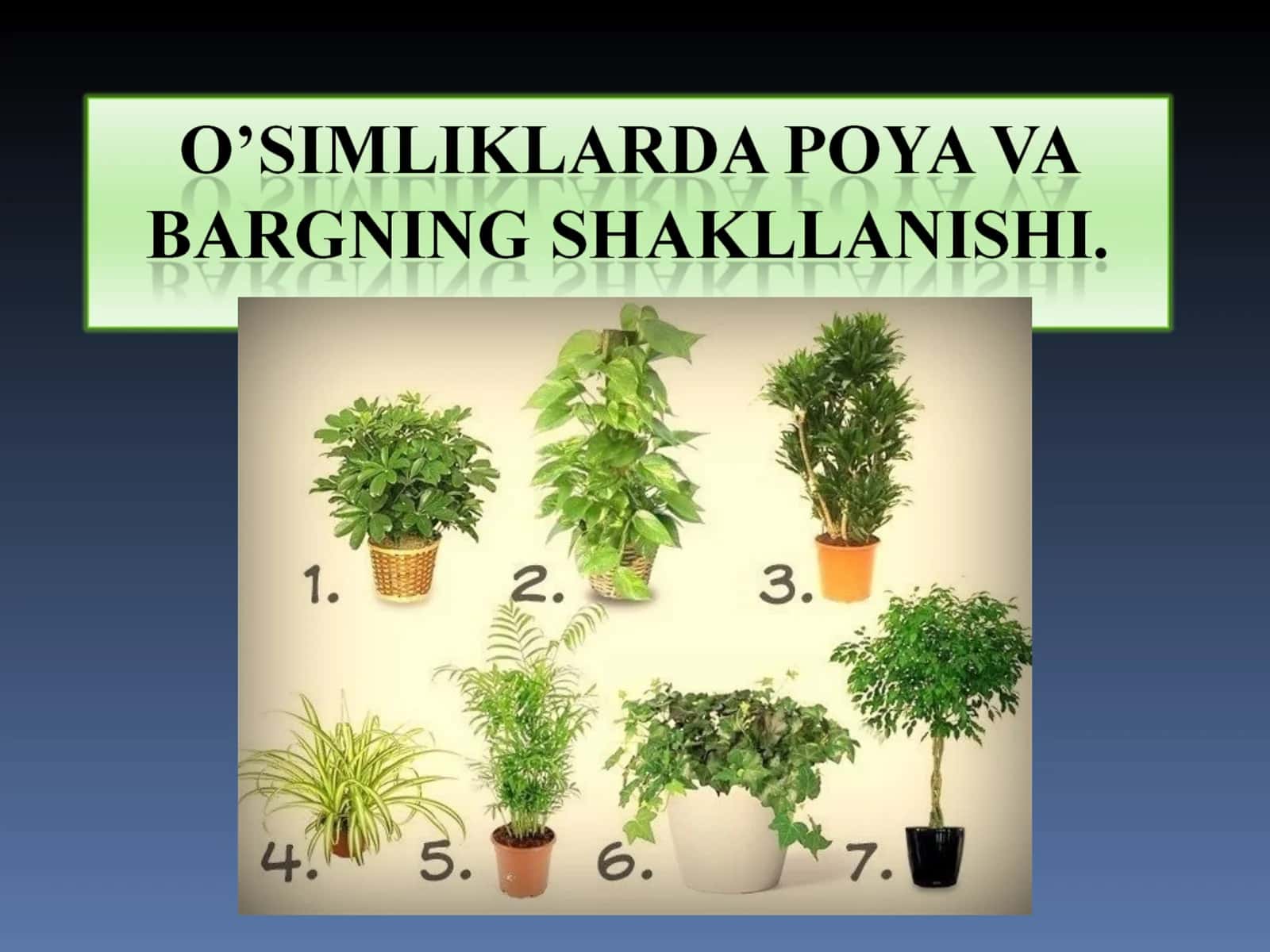 Poya, Barglar bilan birga o'suvchi o'simliklar muddati 1