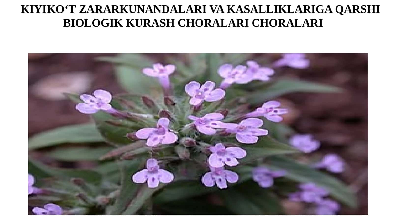 Kiyiko‘t zararkunandalari va kasalliklariga qarshi biologik kurash choralari 1
