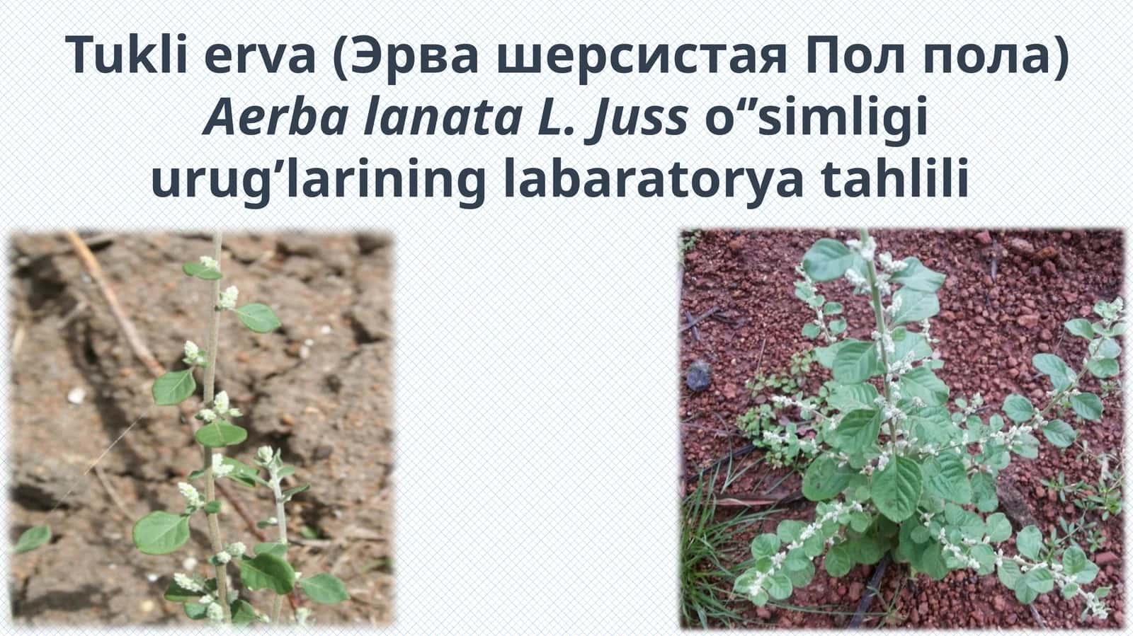 Tukli Erva (Aerba Lanata) O'simligini LabaratoryataxLili va O'stirish Usullari 1